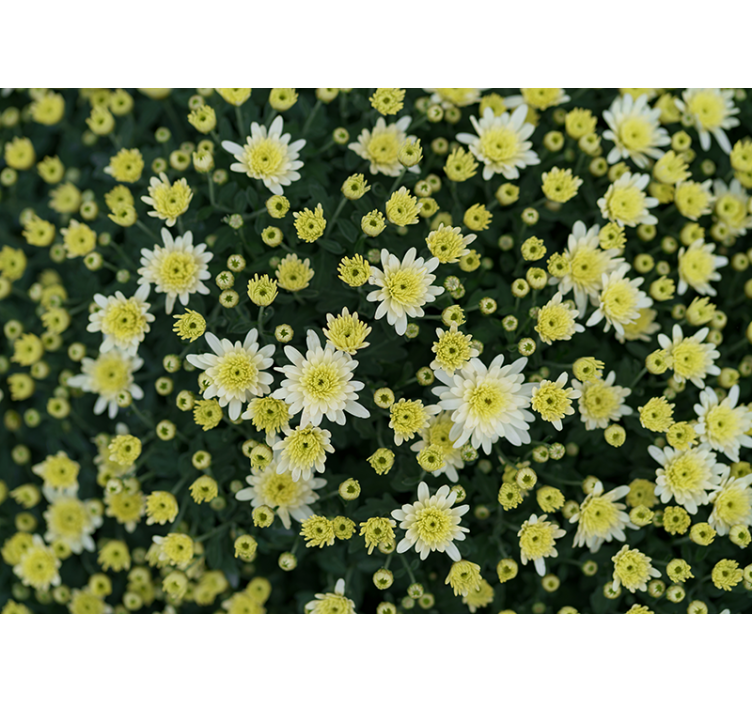 Flowers wall mural blooming yellow flowers - TenStickers