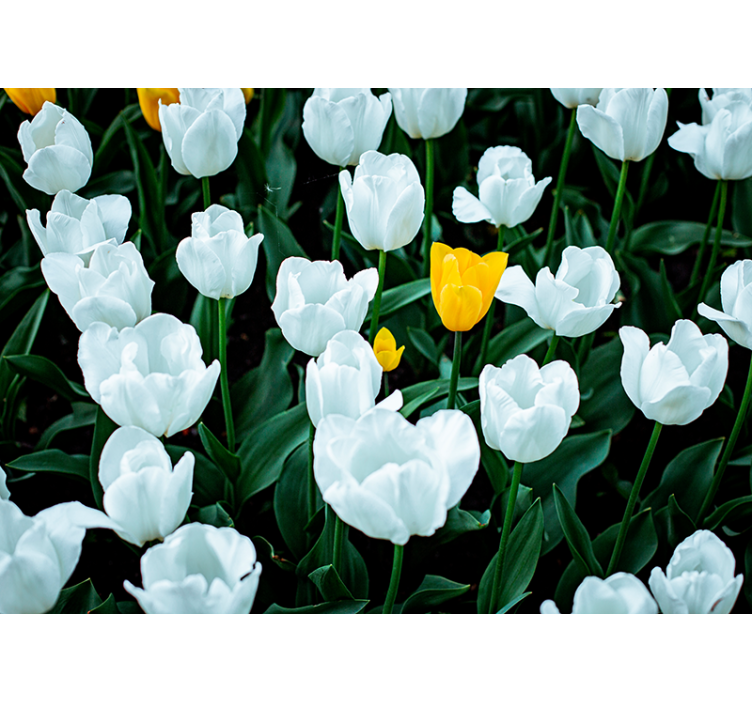 White Tulips Bloom flowers wall mural - TenStickers