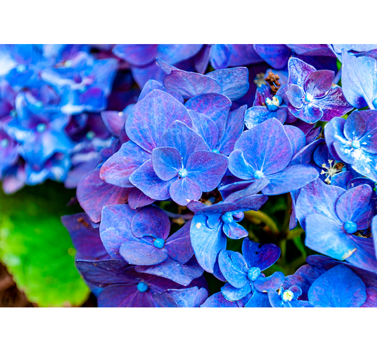 Vibrant Hydrangea Blooms flowers wall mural - TenStickers