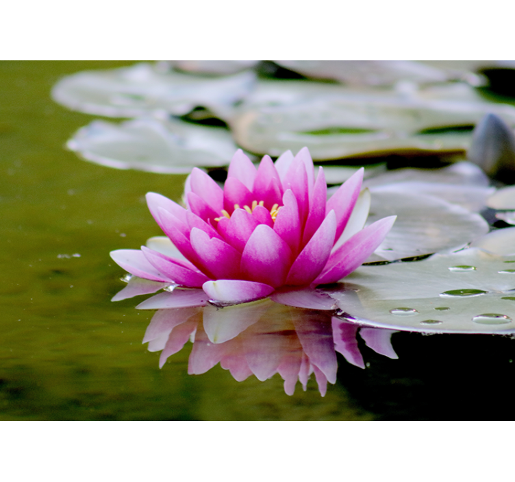 Graceful Pink Lotus flowers wall mural - TenStickers