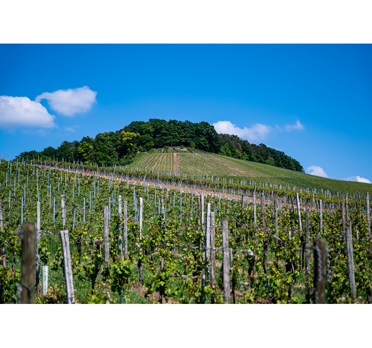 Lush Vineyard Hills landscape wall mural - TenStickers