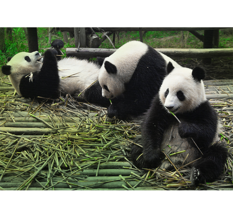 Playful Panda Family wall mural animals - TenStickers