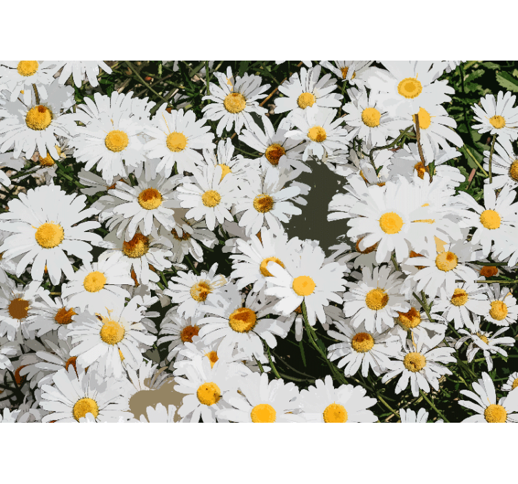 Flowers wall mural daisy blossom field - TenStickers