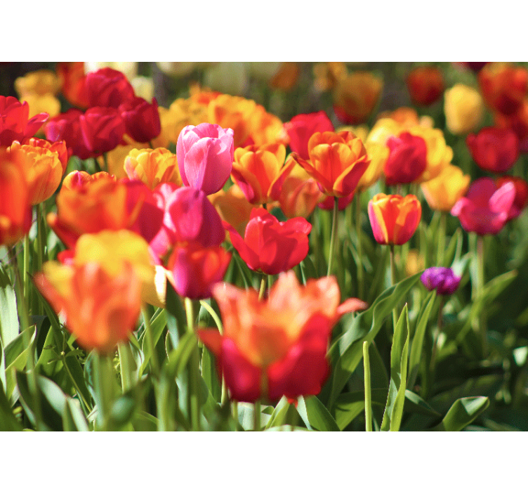 Flowers wall mural vibrant tulip field - TenStickers