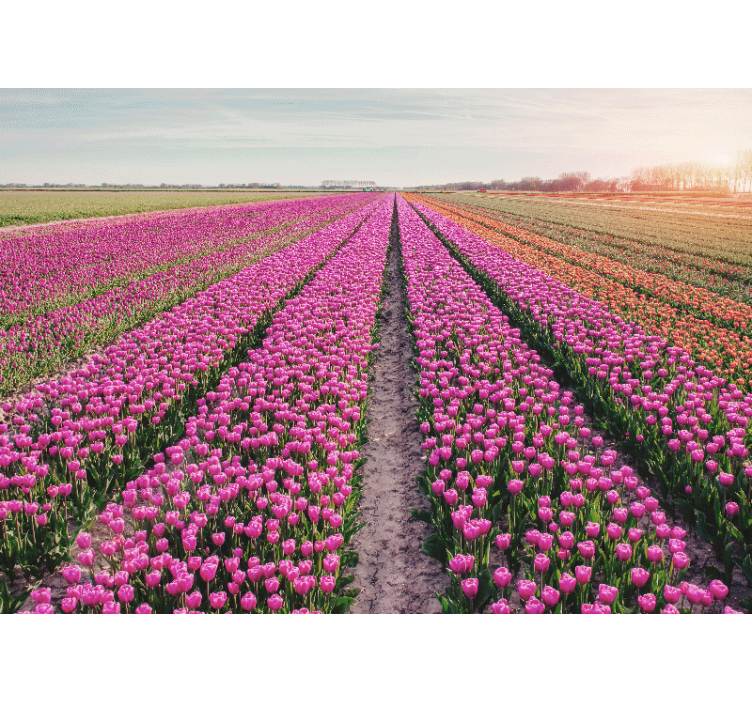 Flowers wall mural tulip meadow landscape - TenStickers