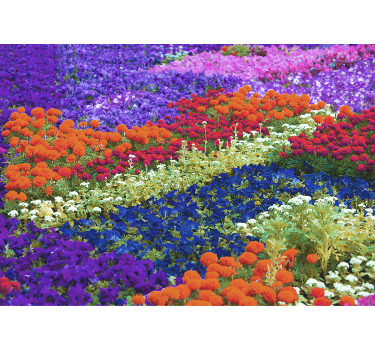Colorful field other flowers wall mural - TenStickers