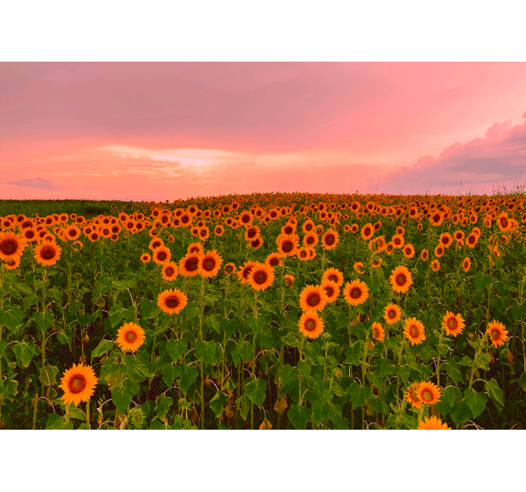 Flowers wall mural vibrant sunflower field - TenStickers