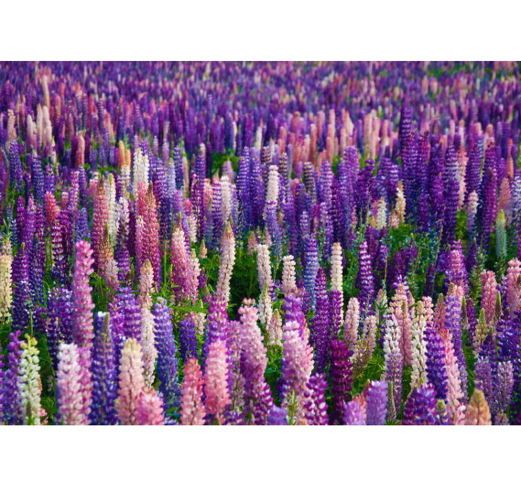 Purple flower field wall mural - TenStickers