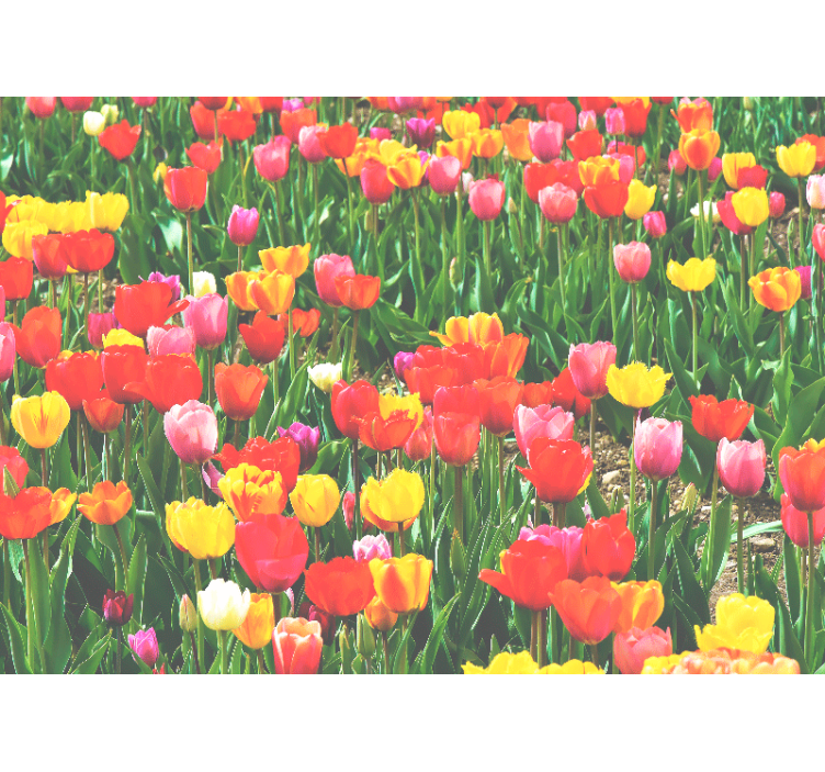 Flowers wall mural tulip field blossoms - TenStickers