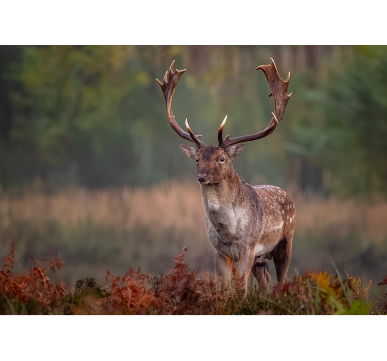 Wall mural animals majestic stag presence - TenStickers