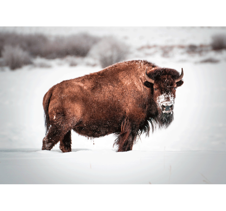 Wall mural animals majestic bison stance - TenStickers