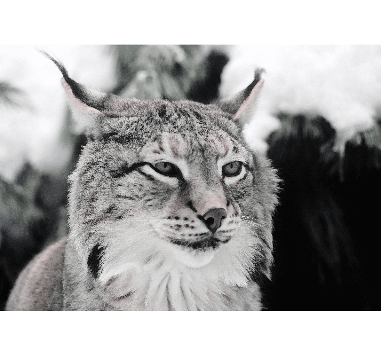 Wall mural animals lynx with intense gaze - TenStickers