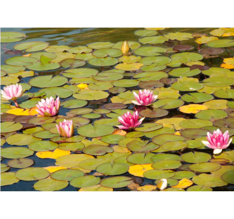 Flowers wall mural water lily blossoms - TenStickers