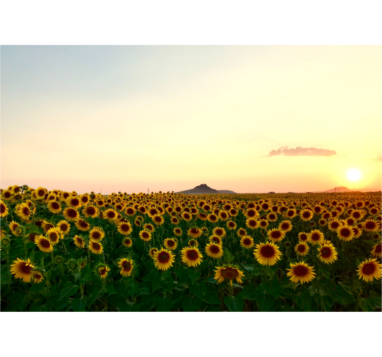 Flowers wall mural sunflower field at dusk - TenStickers