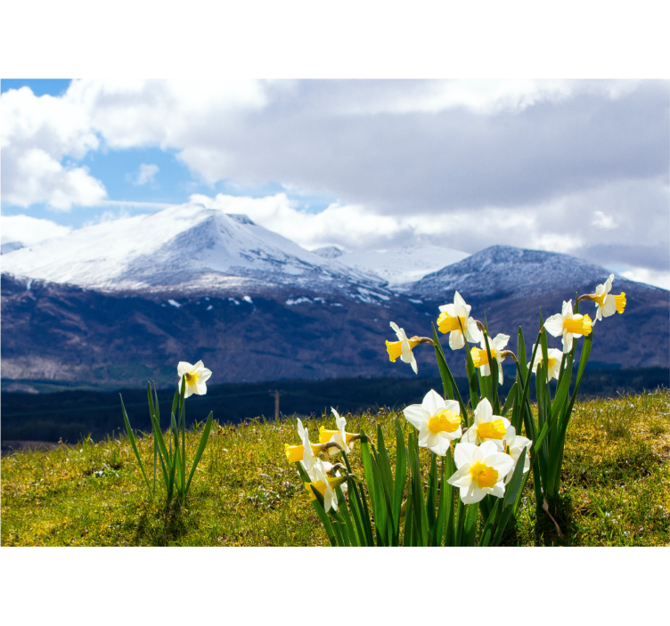 Daffodils on mountains flowers wall mural - TenStickers