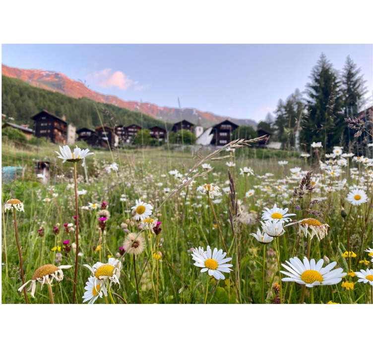 Flowers wall mural flowering meadow scene - TenStickers
