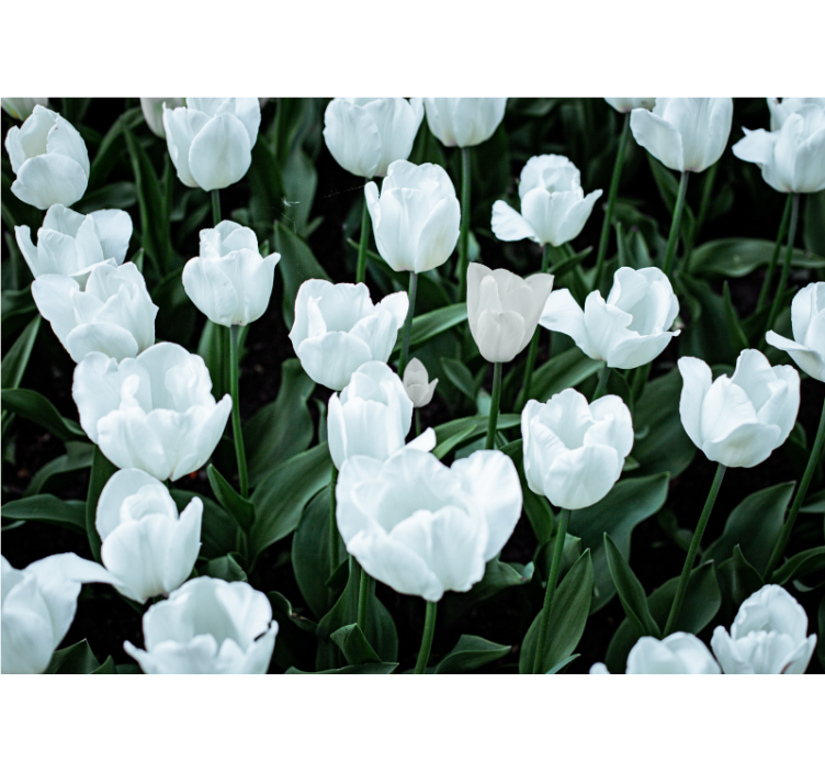 Flowers wall mural elegant white tulips - TenStickers