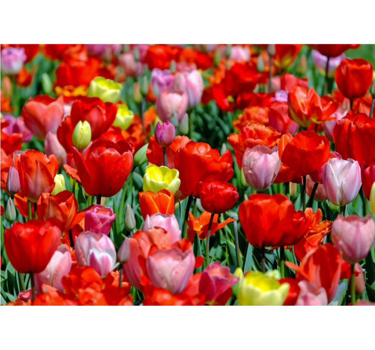Flowers wall mural colorful tulip meadow - TenStickers