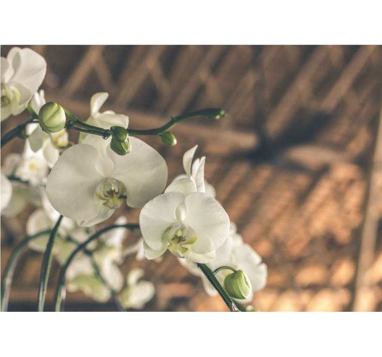 Orchid wall mural elegant orchid blossoms - TenStickers