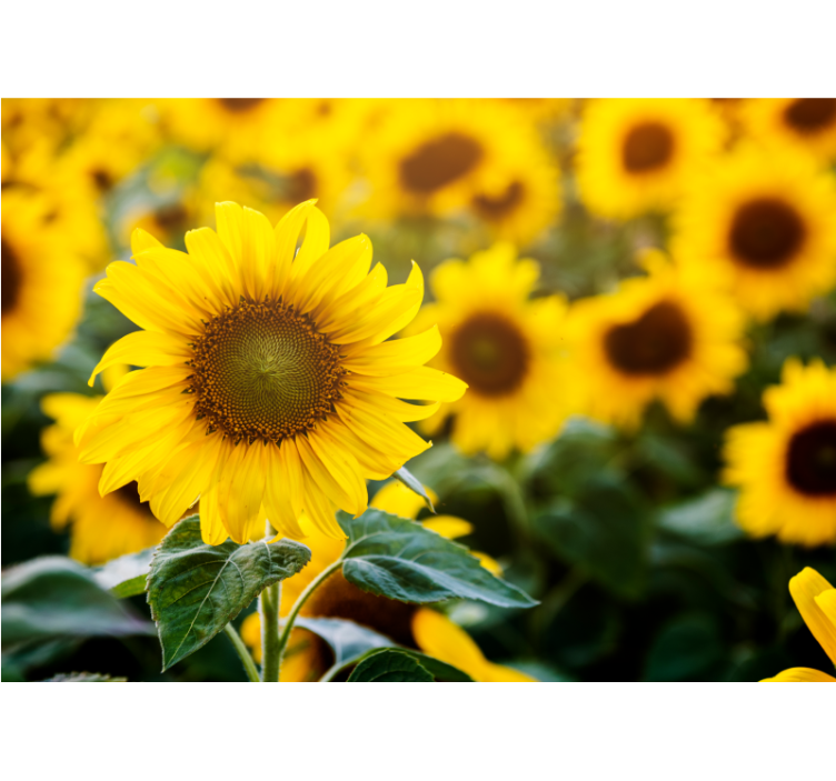 Flowers wall mural sunflower field blossom - TenStickers
