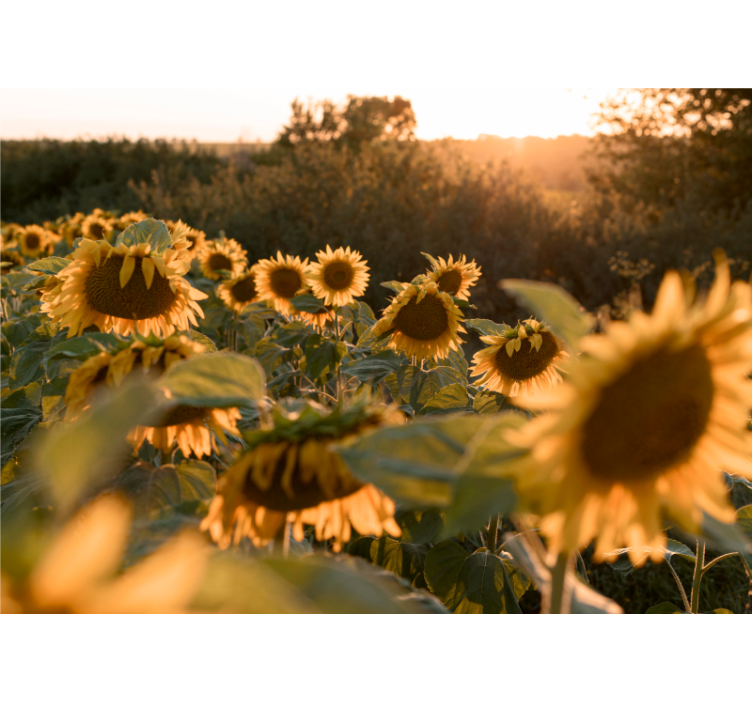 Flowers wall mural sunflower field calm - TenStickers