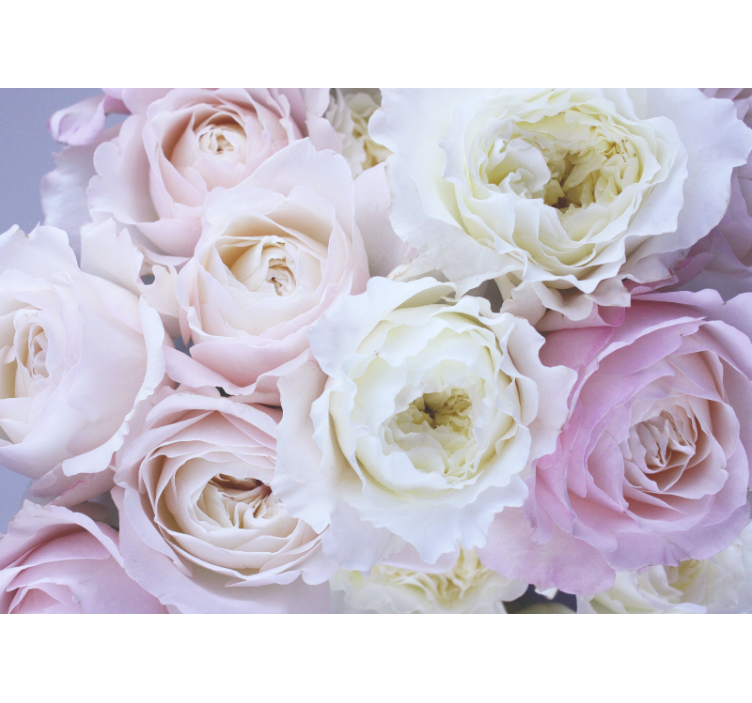 Soft Pink Shades roses wall mural - TenStickers