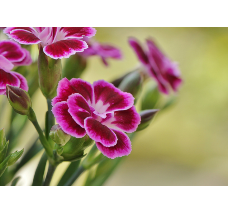 Poppy wall mural floral bliss - TenStickers