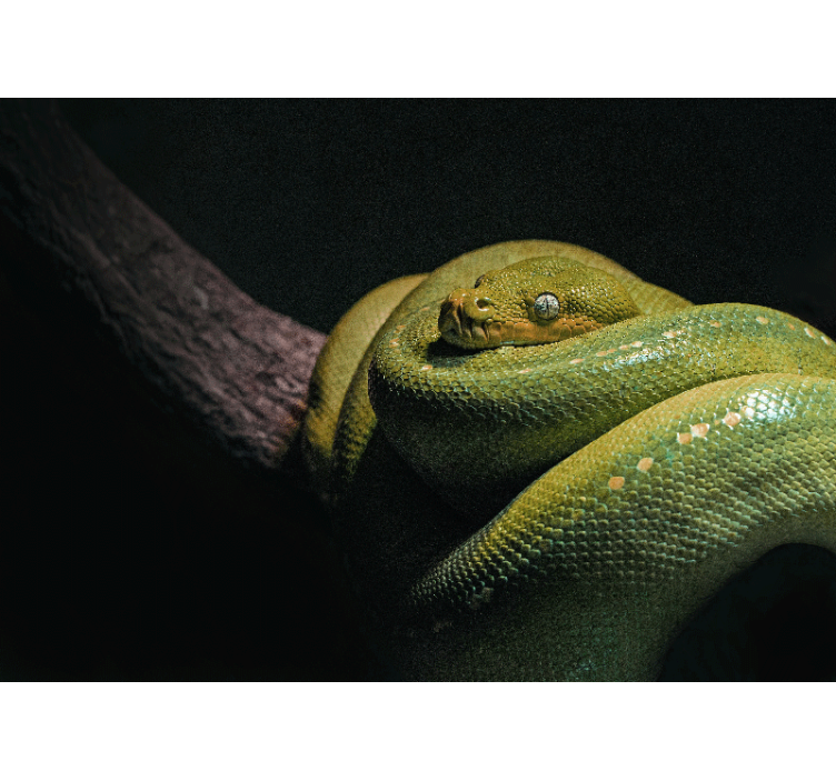 Wall mural animals emerald green python - TenStickers