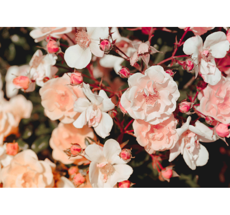 Flowers wall mural blossoming rose petals - TenStickers