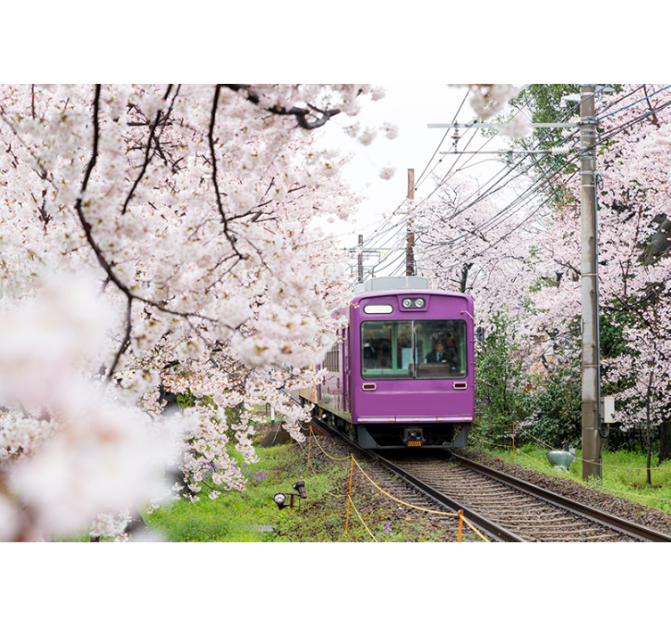 Wall mural city cherry blossom train - TenStickers