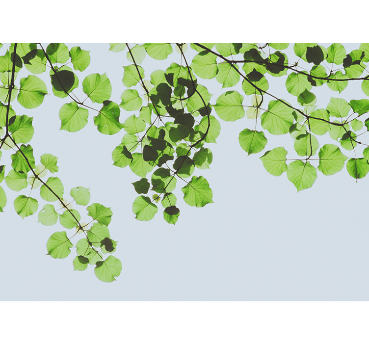 Trees wall mural leafy branches canopy - TenStickers