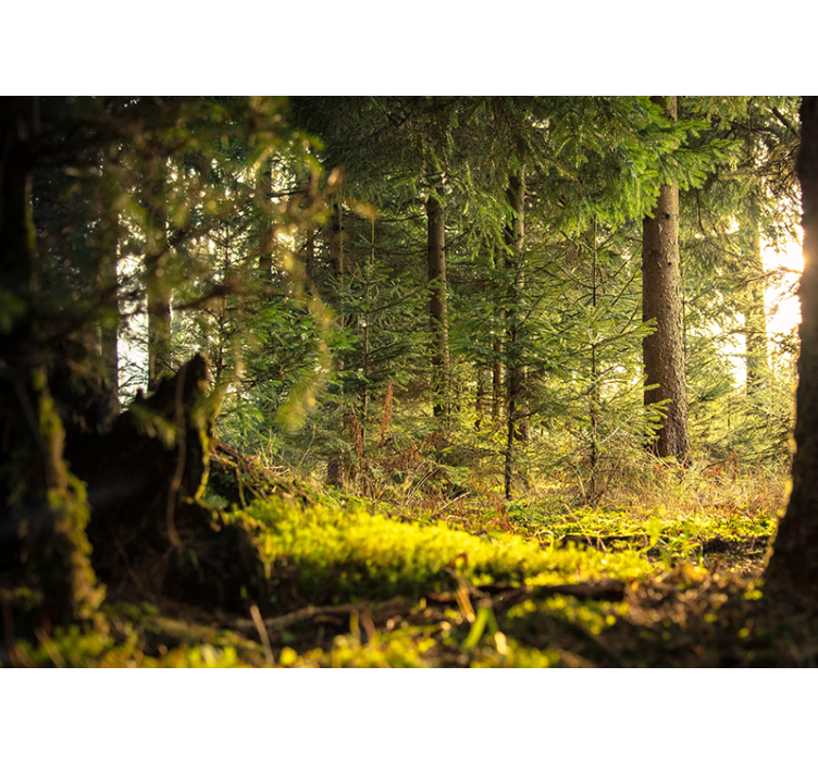 Forest wall mural serene green landscape - TenStickers