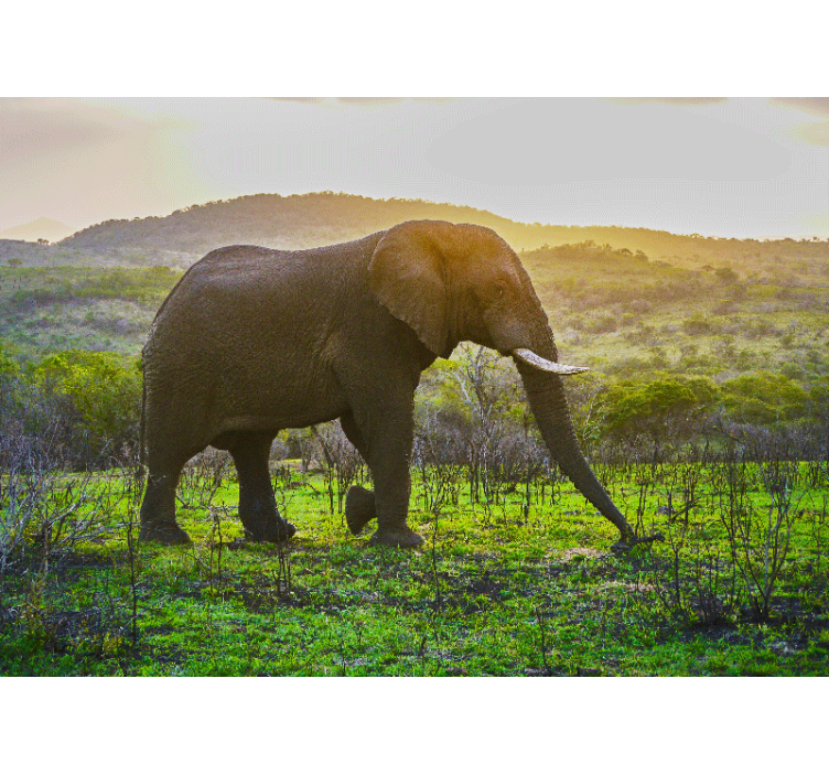 Wall mural animals majestic elephant scene - TenStickers