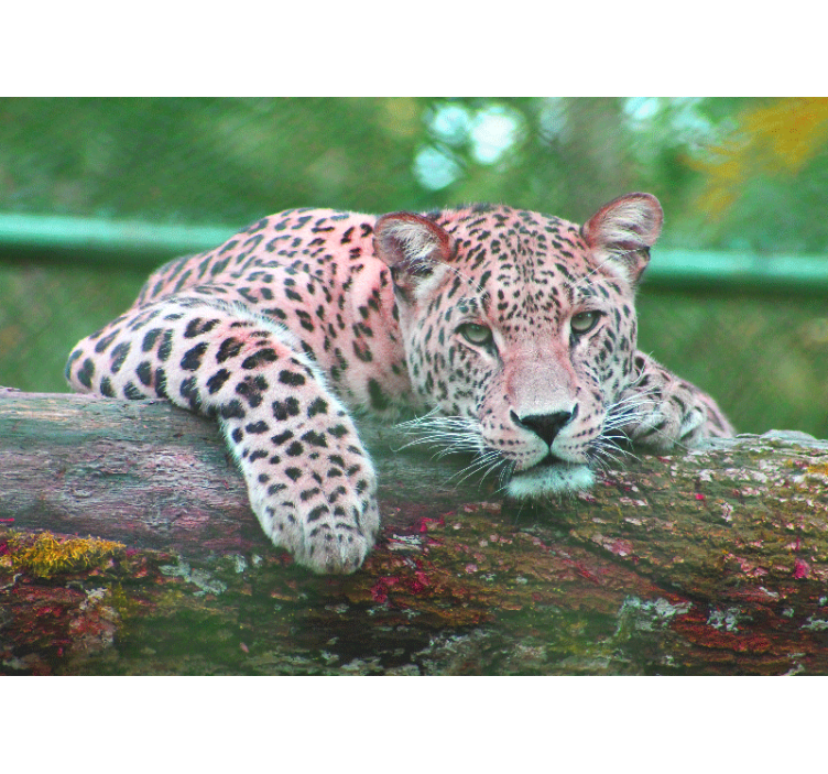 Wall mural animals leopard resting gracefully - TenStickers
