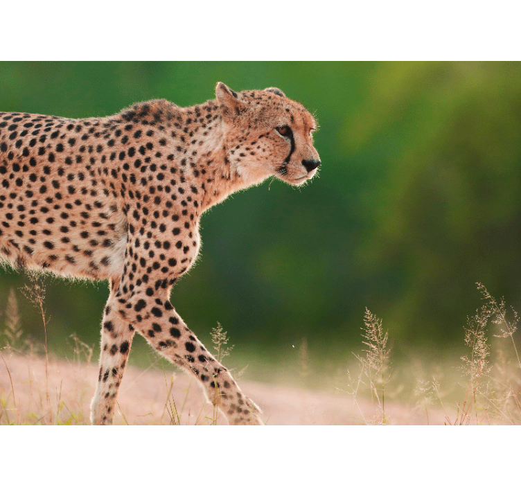 Wall mural animals cheetah in motion - TenStickers