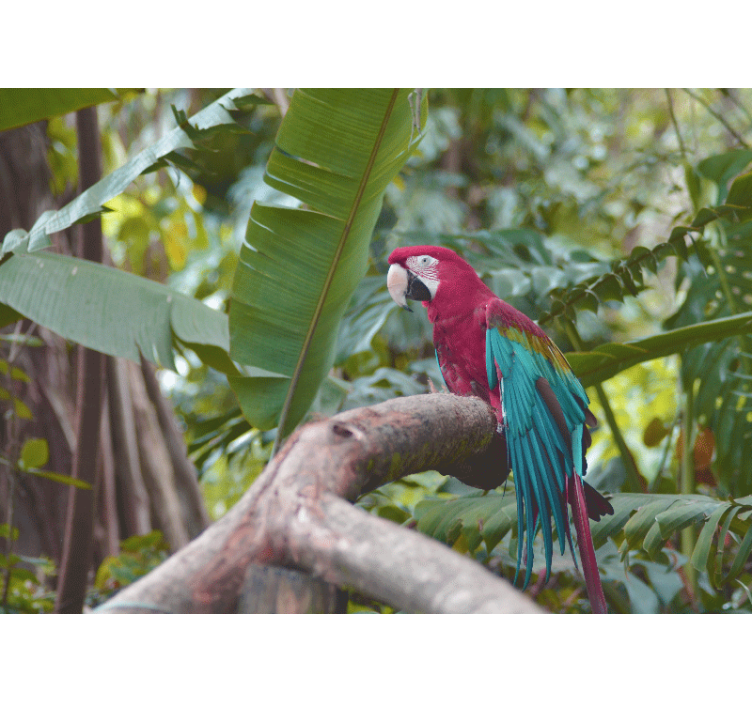 Other wall mural animals colorful macaw parrot - TenStickers