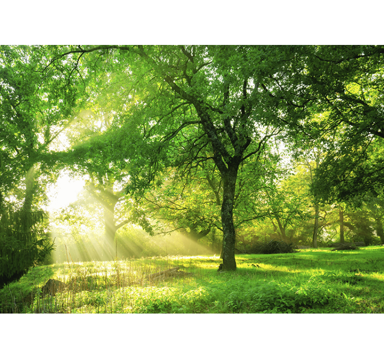 Nature wall mural sunlit greenery scene - TenStickers