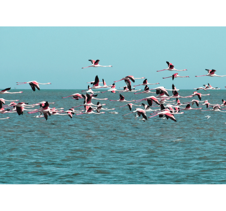 Wall mural animals flamingos over water - TenStickers