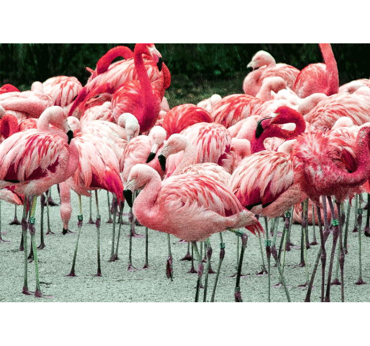 Wall mural animals flamingo flock - TenStickers