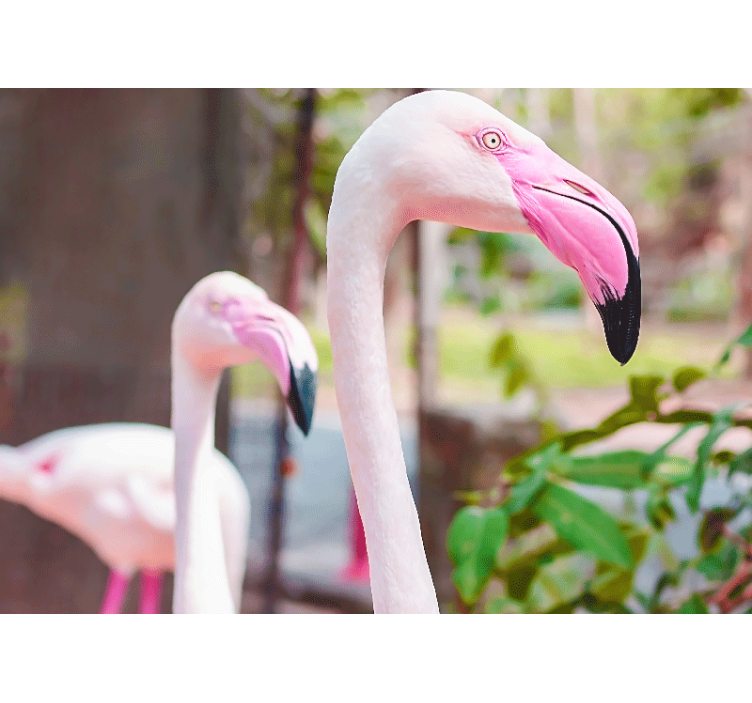 Other wall mural animals elegant flamingo pair - TenStickers