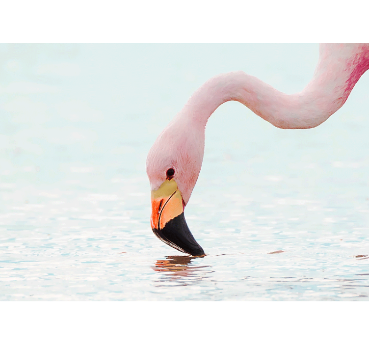 Other wall mural animals flamingo water reflection - TenStickers