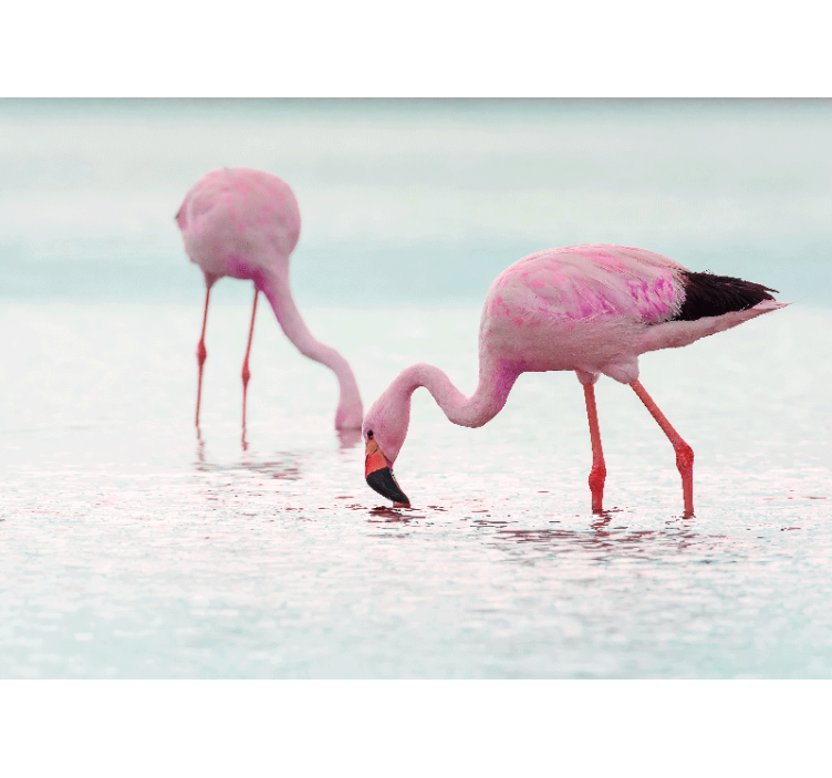 Wall mural animals flamingo feeding scene - TenStickers