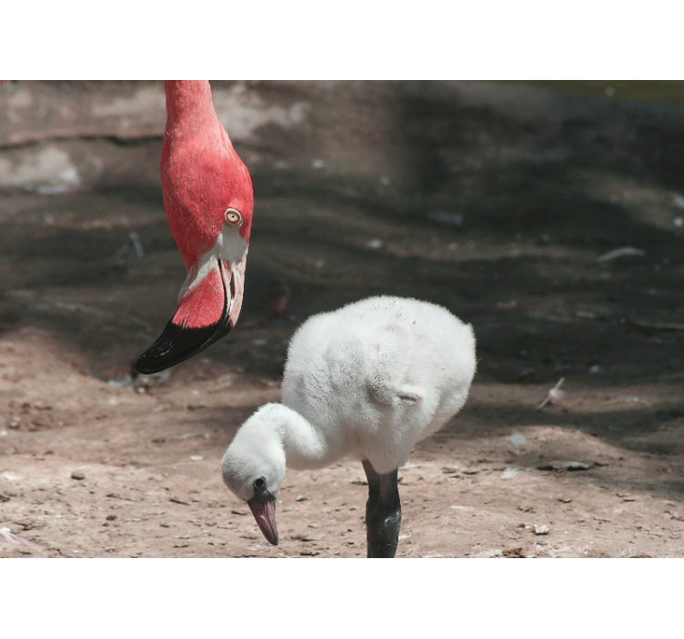 Wall mural animals flamingo chick - TenStickers