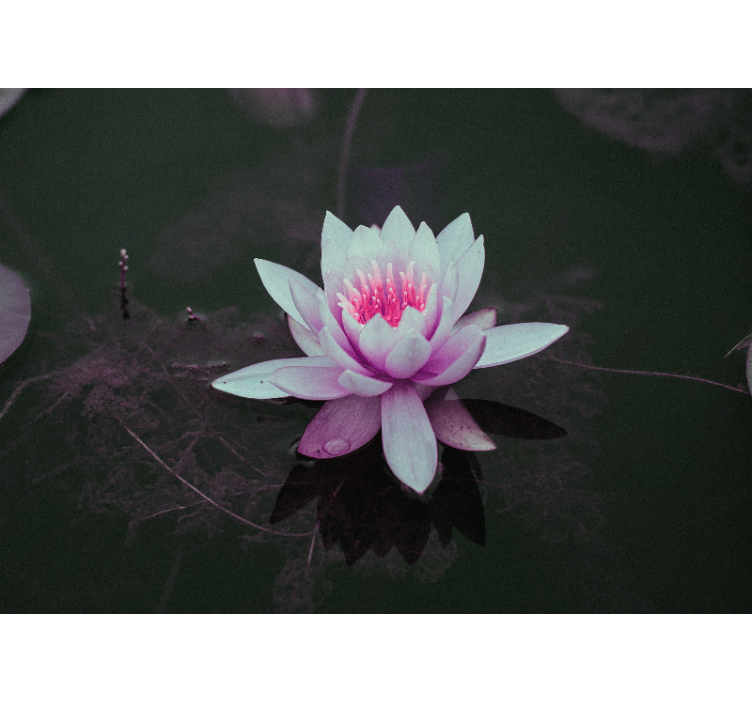 Lotus Blossom Elegance other flowers wall mural - TenStickers
