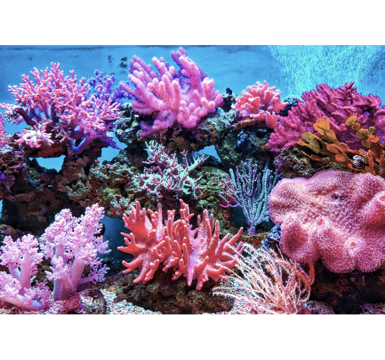 Aquatic Coral Scene sea wall mural - TenStickers