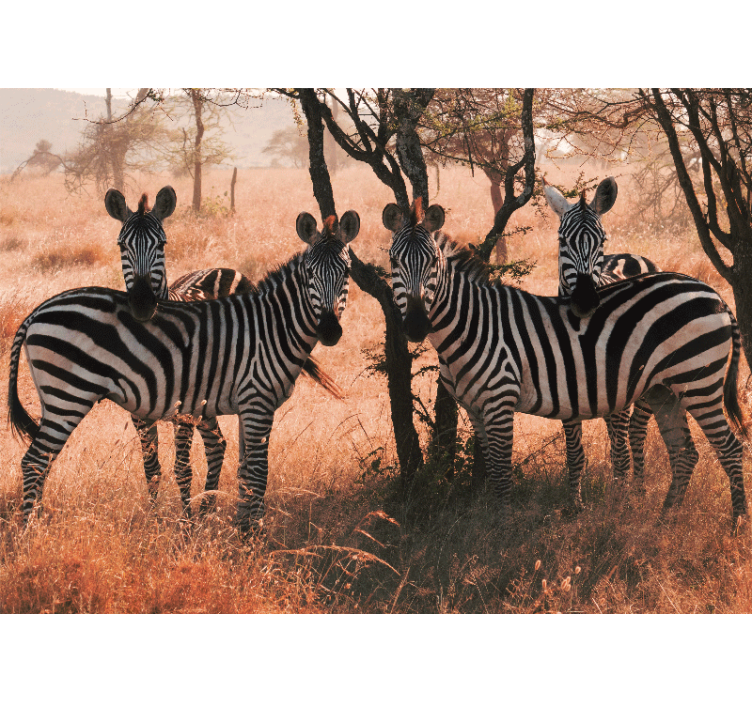 Wall mural animals zebras in nature - TenStickers