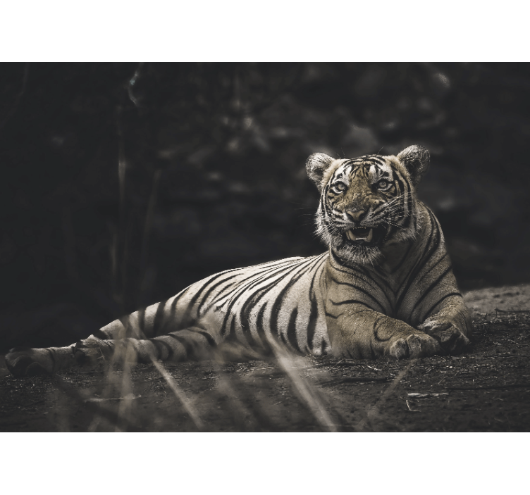 Wall mural animals majestic tiger pose - TenStickers