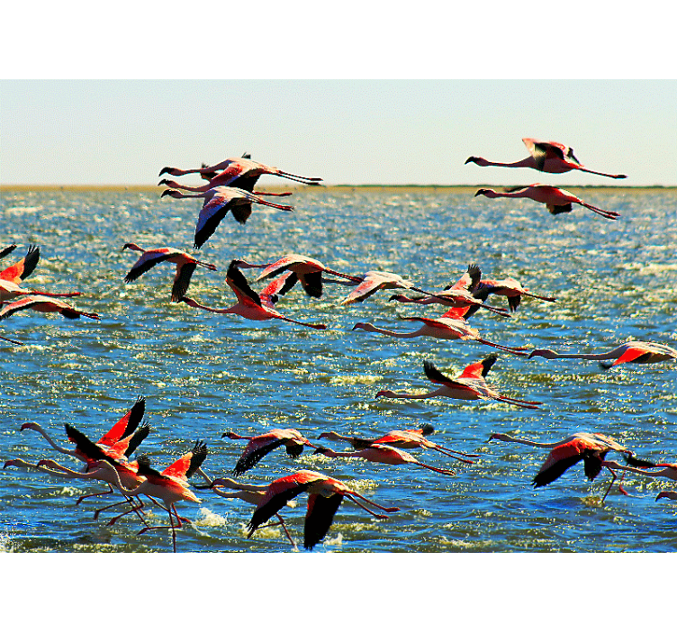 Wall mural animals flying flamingos group - TenStickers