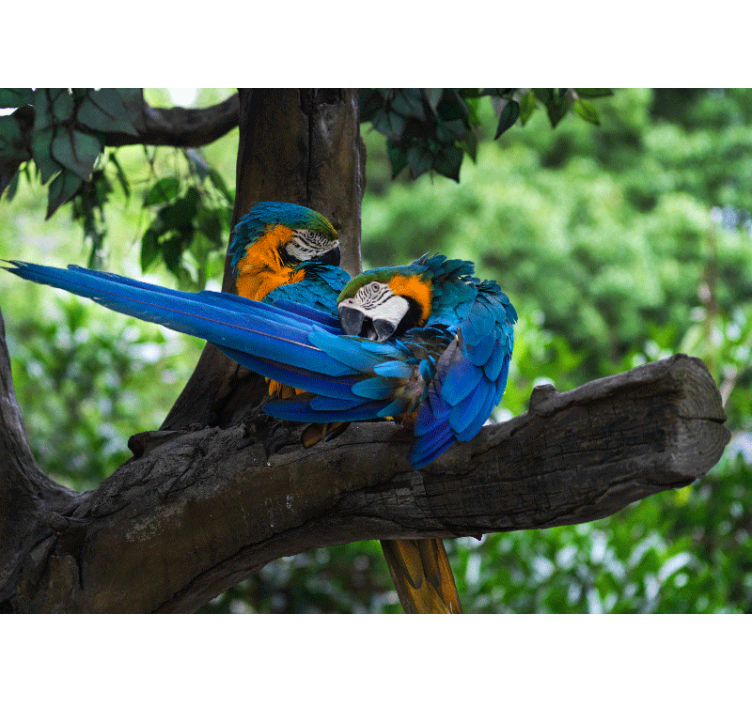 Wall mural animals colorful macaw pair - TenStickers