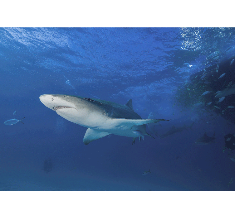 Wall mural animals majestic shark adventure - TenStickers